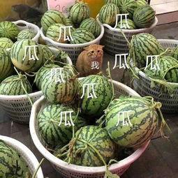 吃瓜娱乐718吃瓜网,718吃瓜网带你畅游吃瓜盛宴